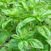 ѹºط: о Basil Sweet (Ocimum basilicum ct. linalool - Thailand)