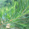 ѹ᡹ԡ:   Tea Tree (Melaleuca alternifolia)