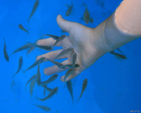 สปาปลาบำบัด Spa Fish Therapy