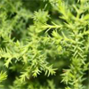 น้ำมันหอมระเหยบริสุทธิ์: ไซเพรส Cypress French (Cupressus sempervirens - France)