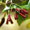 น้ำมันหอมระเหยบริสุทธิ์: โคลฟ หรือกานพลู Clove Bud (Eugenia caryophyllus - Indonesia)