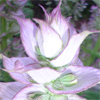 น้ำมันหอมระเหยบริสุทธิ์: คลารี่ เสจ Clary Sage (Salvia sclarea - France)