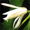 น้ำมันหอมระเหยบริสุทธิ์: ดอกจำปี Champaca White (Michelia alba D.C. - China)