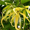 น้ำมันหอมระเหยบริสุทธิ์: กระดังงา Cananga (Cananga odorata macrophylla - Indonesia)
