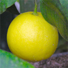 น้ำมันหอมระเหยบริสุทธิ์: เบอร์กามอท Bergamot (Citrus bergamia - Italy)