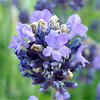 น้ำมันหอมระเหยบริสุทธิ์: ลาเวนเดอร์ Lavender Spike (Lavandula latifolia - France)