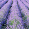 น้ำมันหอมระเหยบริสุทธิ์: ลาเวนเดอร์ Lavender French H.A. (Lavandula angustifolia - France)