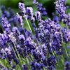 น้ำมันหอมระเหยบริสุทธิ์: ลาเวนเดอร์ Lavender (Lavandula angustifolia - France)