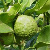 น้ำมันหอมระเหยบริสุทธิ์: มะกรูดไทย Kaffir Lime Peel (Citrus hystrix DC. - Thailand)