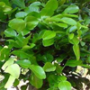 น้ำมันหอมระเหยบริสุทธิ์: ใบมะกรูด Kaffir Lime Leaf (Citrus hystrix DC. - Indonesia)
