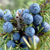 น้ำมันหอมระเหยบริสุทธิ์: จูนิเพอร์ เบอร์รี่ Juniper Berry (Juniperus communis - Bulgaria)