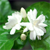 น้ำมันหอมระเหยบริสุทธิ์: ดอกมะลิ Jasmine (Jasminum sambac - Thailand)