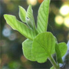 น้ำมันหอมระเหยบริสุทธิ์: ฝรั่ง Guava Leaf (Psidium guajava - Thailand)