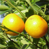 น้ำมันหอมระเหยบริสุทธิ์: เกรฟฟรุต Grapefruit (Citrus paradisi - Madagascar)
