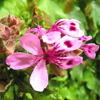 น้ำมันหอมระเหยบริสุทธิ์: เจอร์เรเนี่ยมโรส Geranium Rose (Pelargonium roseum - France)