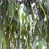 น้ำมันหอมระเหยบริสุทธิ์: ยูคาลิปตัส เลมอน Eucalyptus Lemon (Eucalyptus citriodora - Madagascar)