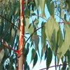 น้ำมันหอมระเหยบริสุทธิ์: ยูคาลิปตัส Eucalyptus (Eucalyptus globulus - China)