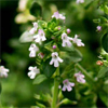 น้ำมันหอมระเหยบริสุทธิ์: ไทม์ Thyme White (Thymus vulgaris - England)