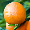 น้ำมันหอมระเหยบริสุทธิ์: ส้มแมนดาริน Mandarin Red (Citrus reticulata - Italy)