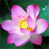 น้ำมันหอมระเหยบริสุทธิ์: บัวสีชมพู Lotus Pink (Nelumbo nucifera - India)