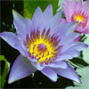น้ำมันหอมระเหยบริสุทธิ์: บัวสีน้ำเงิน Lotus Blue (Nymphaea caerulea - Thailand)