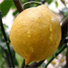 น้ำมันหอมระเหยบริสุทธิ์: เลมอน Lemon (Citrus limon - Italy)