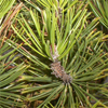 น้ำมันหอมระเหยบริสุทธิ์: ต้นไพน์ Pine Needle (Pinus sylvestris - Bulgaria)