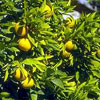 น้ำมันหอมระเหยบริสุทธิ์: เพตติเกรน Petitgrain (Citrus aurantium bigarade - Paraguay)