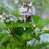 น้ำมันหอมระเหยบริสุทธิ์: เปปเปอร์มิ้นท์ Peppermint (Mentha piperita - England)