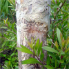 น้ำมันหอมระเหยบริสุทธิ์: เนียโอลี่ Niaouli (Melaleuca quniquenervia - Madagascar)