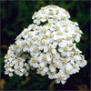 น้ำมันหอมระเหยบริสุทธิ์: เยรโรว์ Yarrow (Achillea millefolium - Bulgaria)
