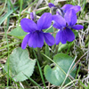 ѹºط:  Violet Leaf (Viola odorata - Egypt)