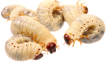 บทความสาระน่ารู้:-หนอนแมลงวันบำบัด (Maggot Therapy)
