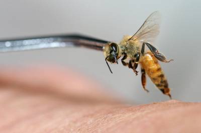 บทความสาระน่ารู้:-ผึ้งบำบัด (Apiyherapy)